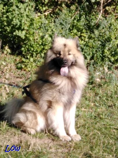 1.10.2019 - So ein hübscher Eurasier